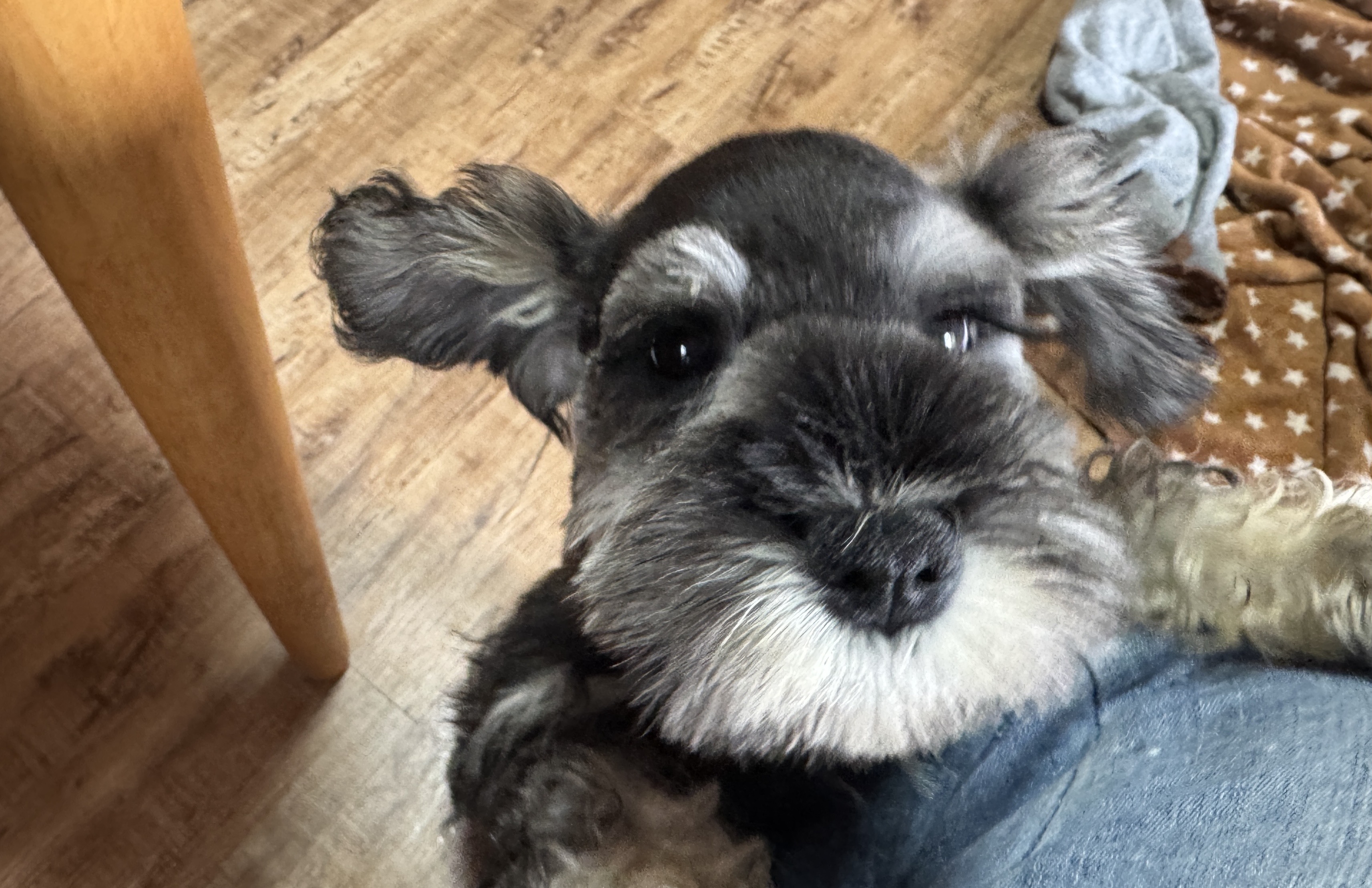 ミニチュアシュナウザー