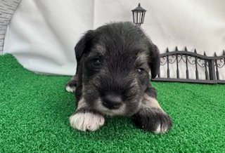 ミニチュアシュナウザー