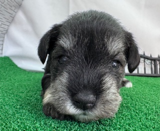 ミニチュアシュナウザー