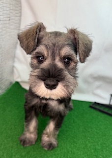 ミニチュアシュナウザー