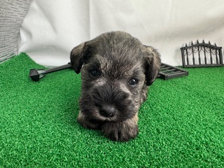 ミニチュアシュナウザー