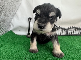 ミニチュアシュナウザー