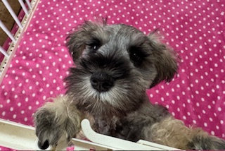 ミニチュアシュナウザー