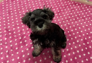 ミニチュアシュナウザー