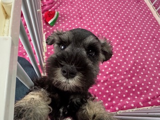 ミニチュアシュナウザー