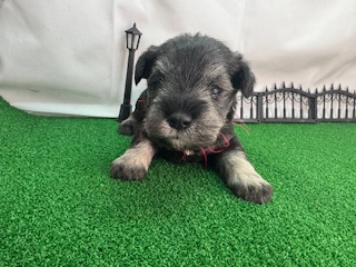 ミニチュアシュナウザー