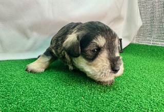 ミニチュアシュナウザー