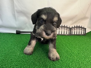 ミニチュアシュナウザー