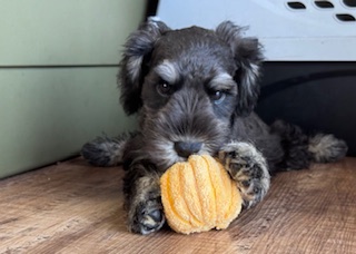 ミニチュアシュナウザー