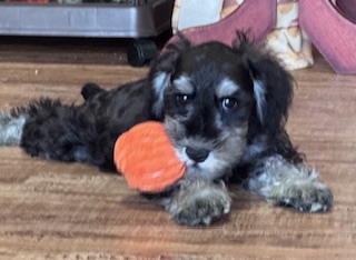 ミニチュアシュナウザー