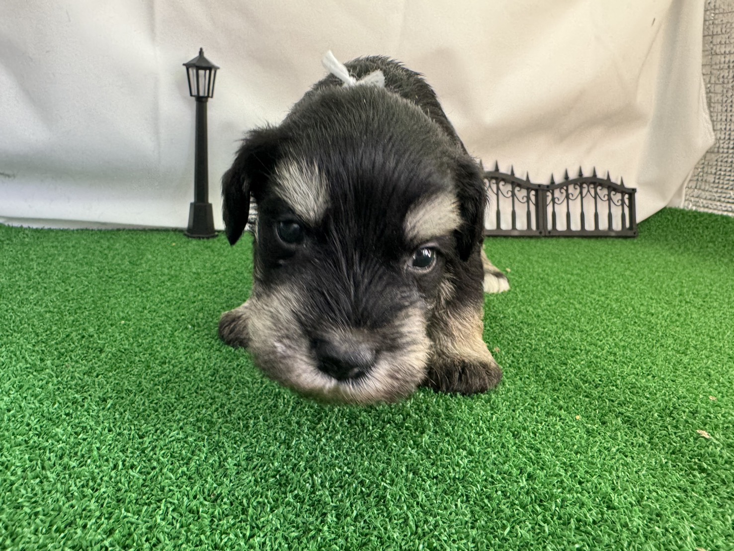 ミニチュアシュナウザー